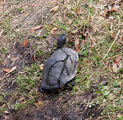 [A large turtle is resting on the hillside. There is a multi-stemmed piece of long wet grass across the shell making it appear the shell is cracked in about six places.]